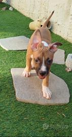 Amstaff