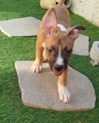 Amstaff