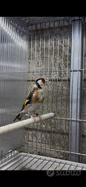 Cardellino
