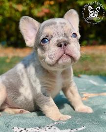 Cuccioli bulldog francese