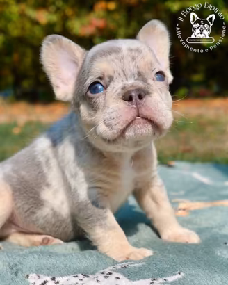 Cuccioli bulldog francese