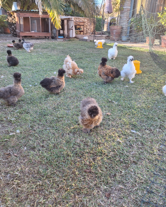 Galline moroseta