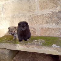 Cuccioli tenerissimi