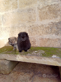 Cuccioli tenerissimi