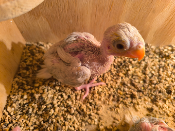 Parrocchetto dal collare