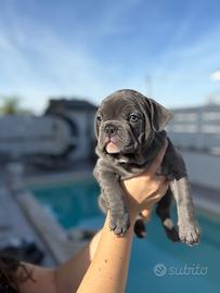 Cucciolo bulldog francese