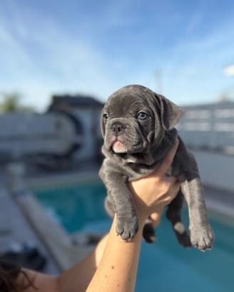 Cucciolo bulldog francese