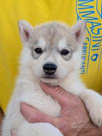Siberian husky con il pedigree