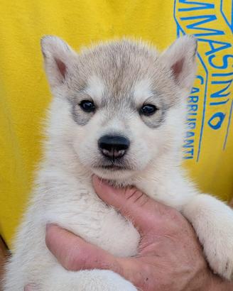 Siberian husky con il pedigree