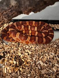 Serpente del grano