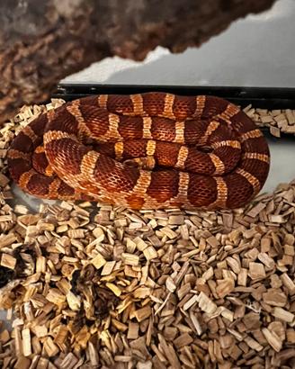 Serpente del grano