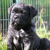 Cuccioli cane corso