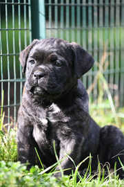Cuccioli cane corso