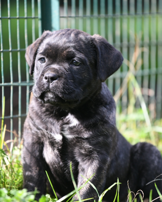 Cuccioli cane corso
