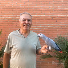 Pappagallo Cenerino Baby