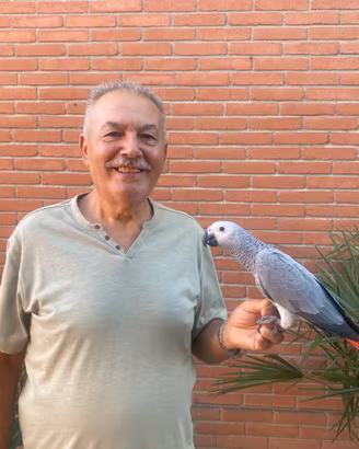 Pappagallo Cenerino Baby
