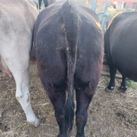Vacca angus
