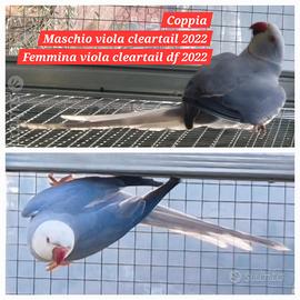 Coppia viola parrocchetti dal collare cleartail