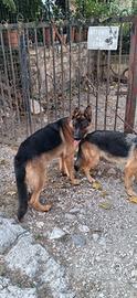 Cuccioli di pastore tedesco