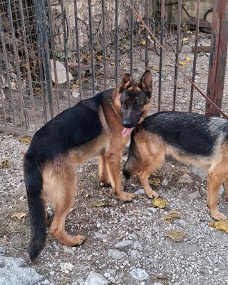 Cuccioli di pastore tedesco