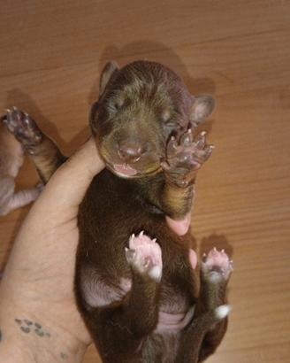 Cuccioli di cane