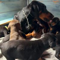 Cuccioli Dobermann