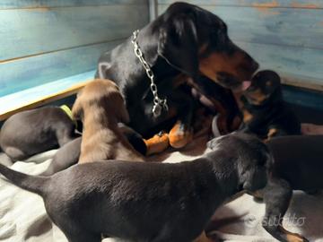 Cuccioli Dobermann