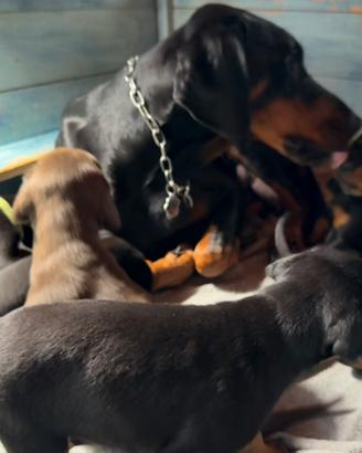 Cuccioli Dobermann