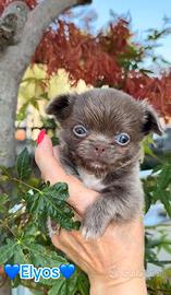 Chihuahua piccolissimo lilac pelo lungo maschio