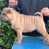 Shar pei