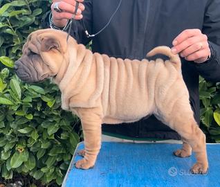 Shar pei