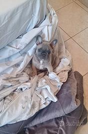 Bulldog francese blu