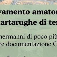 Tartaruga Testudo Hermanni Cites fonte C