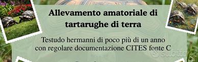 Tartaruga Testudo Hermanni Cites fonte C