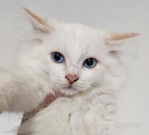 Gattini siberiani ipoallergenici