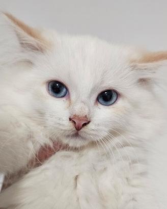 Gattini siberiani ipoallergenici