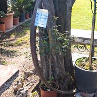 Cerchi in ferro di ruote in legno 