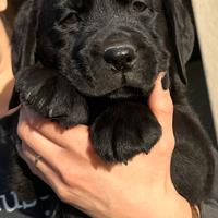 Labrador Retrievers