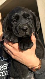 Labrador Retrievers