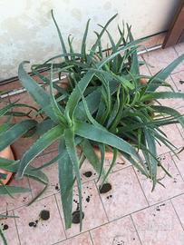 pianta aloe
