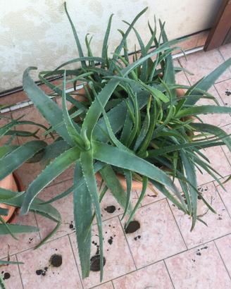 pianta aloe