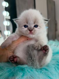 Gattini British Long Hair (Maschietti)