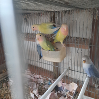 Inseparabili giovani 3-4 mesi