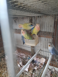 Inseparabili giovani 3-4 mesi