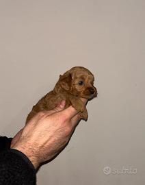 Cuccioli di Maltipoo