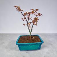 Bonsai acero giapponese Katsura