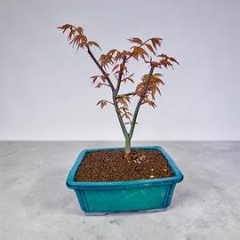 Bonsai acero giapponese Katsura
