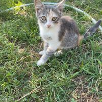 Gattini