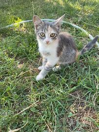 Gattini