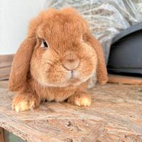 Coniglio ariete nano